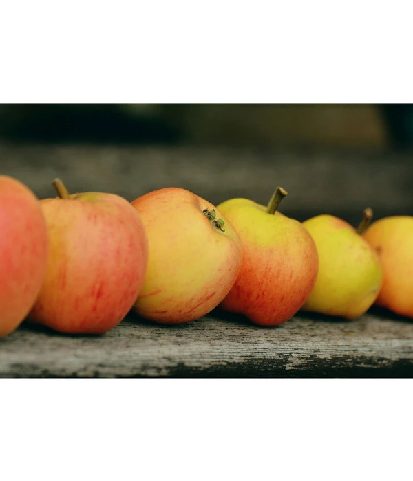 Winterapfel 'Pinova' 5 Winterapfel 'Pinova' – Bild 3