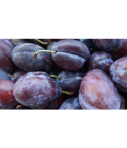 Zwetschge 'Presenta' -Ecopotos Geschaft 7729460 WE MO 001 ZwetschgePresentaPixabay