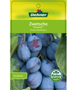 Zwetschge 'Presenta' -Ecopotos Geschaft 7729460 ZwetschePresenta Etikett 1