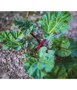 Dehner Gourmet Garten Himbeer-Rhabarber -Ecopotos Geschaft 7736028 PR 001 RheumRhabarberPixabay