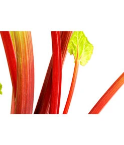 Dehner Gourmet Garten Himbeer-Rhabarber -Ecopotos Geschaft 7736028 PR DE 002 RhabarberHimbeere2LiterDehnerExpressHerzig