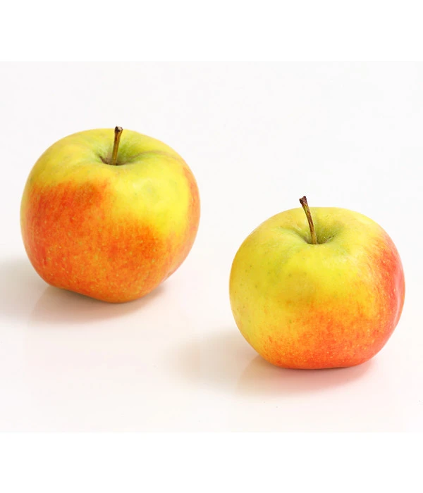 Säulenapfel 'Rondo' 4 Säulenapfel 'Rondo' – Bild 2