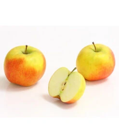 Säulenapfel 'Rondo' 7 Säulenapfel 'Rondo' -Ecopotos Geschaft 7744873 WE DE 002 ApfelRondoDehnerExpressHerzig