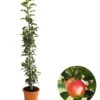 Säulenapfel 'Rondo' -Ecopotos Geschaft 7744873 WE FS 001 SaeulenapfelRondo