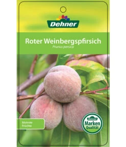 Dehner Pfirsich 'Roter Weinbergpfirsich' 8 Dehner Pfirsich 'Roter Weinbergpfirsich' -Ecopotos Geschaft 7745607 RoterWeinbergpfirsich Etikett 1