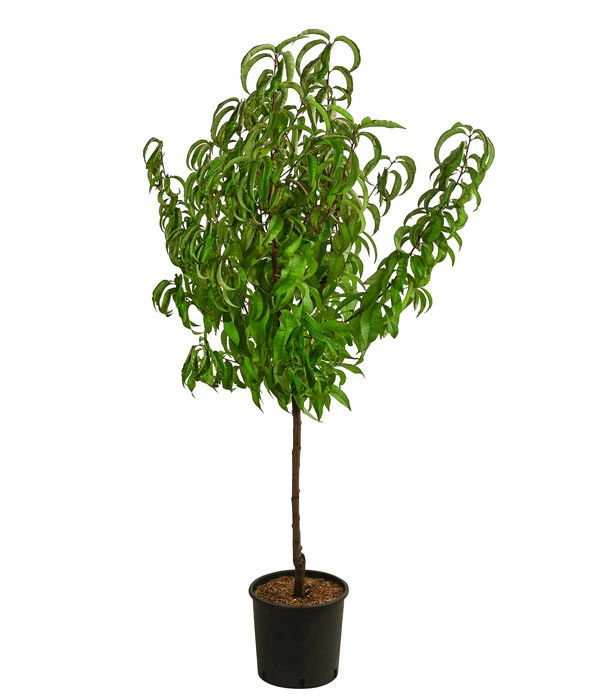 Dehner Pfirsich 'Roter Weinbergpfirsich' 4 Dehner Pfirsich 'Roter Weinbergpfirsich' – Bild 2