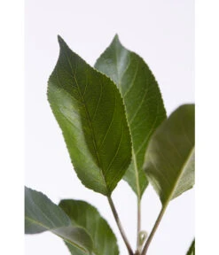 Sommerapfel 'Roter James Grieve' -Ecopotos Geschaft 7745730 PR DE 001 ApfelRoterJamesGrieveMalusBusch95LiterDehnerExpressZS