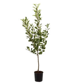 Sommerapfel 'Roter James Grieve' -Ecopotos Geschaft 7745730 PR FS 001 ApfelRoterJamesGrieveMalusBusch95LiterDehnerExpressZS