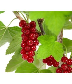 Rote Säulenjohannisbeere -Ecopotos Geschaft 7745946 WE DE 001 RibesJohannisbeereRovadaFU5L