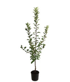 Allergikerapfel 'Santana' 7 Allergikerapfel 'Santana' -Ecopotos Geschaft 7750631 WE FS 001 ApfelbaumMalusApfelSantanaAllergikerapfel