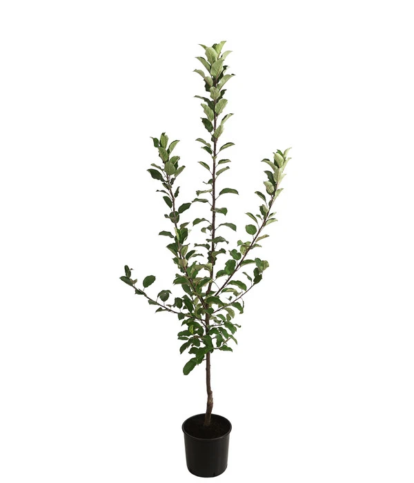 Allergikerapfel 'Santana' 5 Allergikerapfel 'Santana' – Bild 3