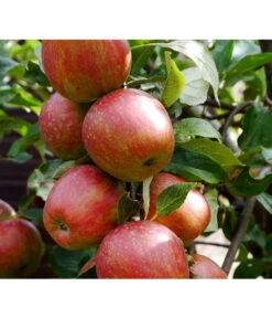 Säulenapfel 'Starcats' 5 Säulenapfel 'Starcats' -Ecopotos Geschaft 7752439 ApfelStarcatsPixabay