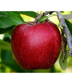 Säulenapfel 'Redcats' 5 Säulenapfel 'Redcats' -Ecopotos Geschaft 7752462 PR DE 001 MalusApfelRedcatsPixabay