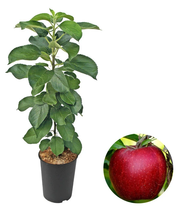 Säulenapfel 'Redcats' 3 Säulenapfel 'Redcats'