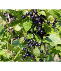 Schwarze Säulenjohannisbeere -Ecopotos Geschaft 7752785 PR DE 001 RibesSaeulenjohannisbeereSchwarzPixabay