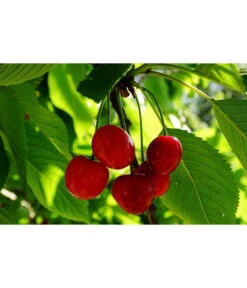 Sauerkirsche 'Schattenmorelle' -Ecopotos Geschaft 7753262 WE MO 002 SauerkirscheSchattenmorellePixabay