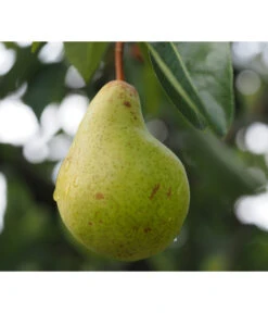 Säulenbirne 'Obelisk' -Ecopotos Geschaft 7754989 PR DE 001 PyrusBirneSaeulenbirneObeliskPixabay