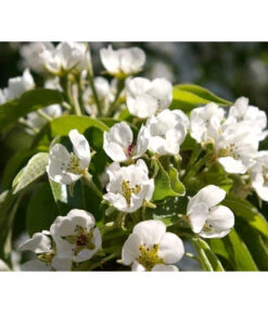 Säulenbirne 'Obelisk' -Ecopotos Geschaft 7754989 PR DE 002 PyrusBirneSaeulenbirneObeliskPixabay