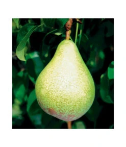 Säulenbirne 'Condo' -Ecopotos Geschaft 7754997 BildFS 001 SaeulenbirneCondoSaeulenbirneCondoS