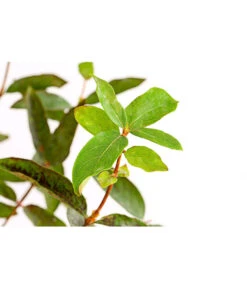 Maibeere 11 Maibeere -Ecopotos Geschaft 7756448 PR DE 003 SibirischeBlaubeerePolina3LiterDehnerExpressHerzig