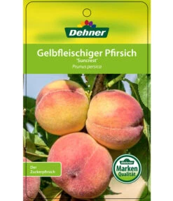 Pfirsich 'Suncrest' 8 Pfirsich 'Suncrest' -Ecopotos Geschaft 7760754 GelbfleischigerPfirsichSuncrest Etikett 1