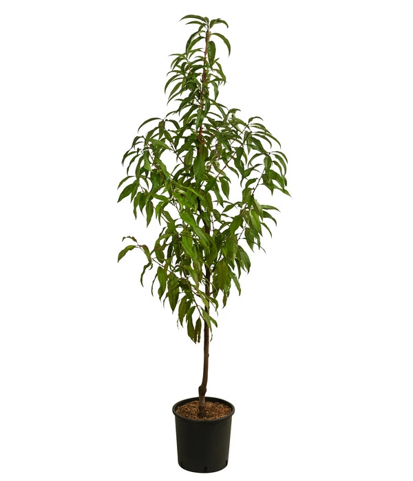 Pfirsich 'Suncrest' 4 Pfirsich 'Suncrest' – Bild 2