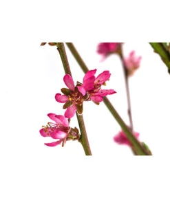 Teller-Nektarine 'Honey®' -Ecopotos Geschaft 7763394 WE DE 003 PrunusTellernektarineHoney