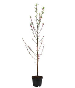 Teller-Nektarine 'Honey®' -Ecopotos Geschaft 7763394 WE FS 002 PrunusTellernektarineHoney