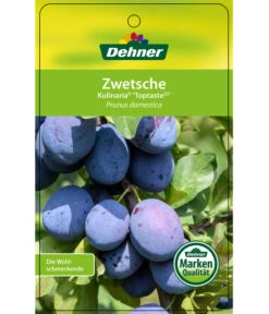 Zwetschge 'Kulinaria-Toptaste' -Ecopotos Geschaft 7763881 ZwetscheKulinariaToptaste Etikett 1