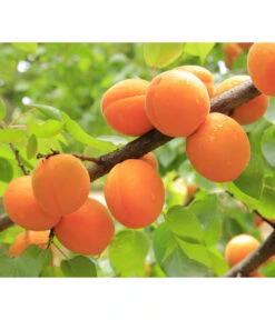 Aprikose 'Ungarische Beste' 7 Aprikose 'Ungarische Beste' -Ecopotos Geschaft 7769680 PR DE 001 PrunusAprikoseUngarischeBestePixabay
