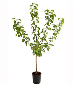 Aprikose 'Ungarische Beste' 6 Aprikose 'Ungarische Beste' -Ecopotos Geschaft 7769680 PR FS 001 AprikoseUngarischeBeste95LiterDehnerExpressHerzig