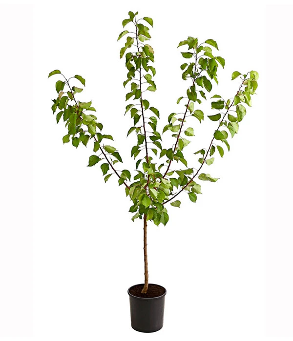 Aprikose 'Ungarische Beste' 4 Aprikose 'Ungarische Beste' – Bild 2