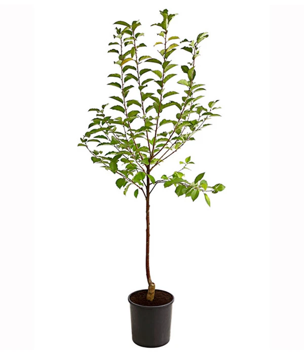 Sauerkirsche 'Ungarische Traubige', Busch 4 Sauerkirsche 'Ungarische Traubige', Busch – Bild 2