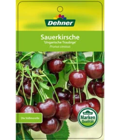 Sauerkirsche 'Ungarische Traubige', Busch 8 Sauerkirsche 'Ungarische Traubige', Busch -Ecopotos Geschaft 7769813 SauerkirscheUngarischeTraubige Etikett 1