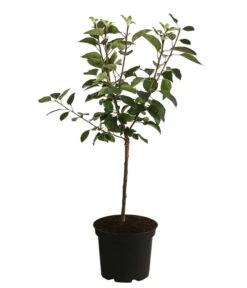 Apfel 'Vampira' 5 Apfel 'Vampira' -Ecopotos Geschaft 7771470 WE FS 001 MalusVampiraRotfleischigerApfel