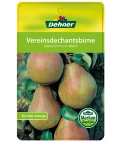 Herbstbirne 'Vereinsdechant' -Ecopotos Geschaft 7772064 BirneVereinsdechant Etikett 1