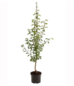 Herbstbirne 'Vereinsdechant' -Ecopotos Geschaft 7772064 PR FS 001 BirneVereinsdechantPyrusBusch95LiterDehnerExpressHerzig