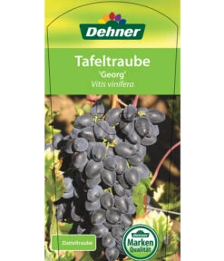Tafeltraube 'Georg' 10 Tafeltraube 'Georg' -Ecopotos Geschaft 7773575 TafeltraubeGeorg Etikett 1