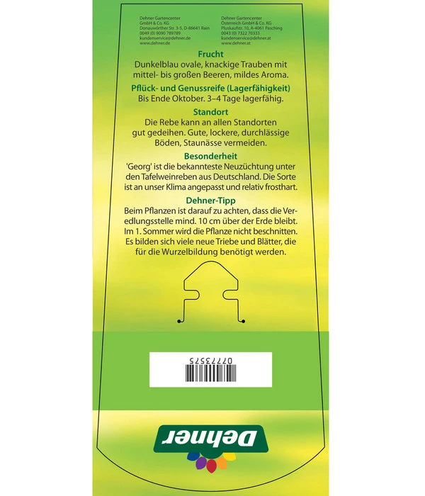 Tafeltraube 'Georg' 7 Tafeltraube 'Georg' – Bild 5