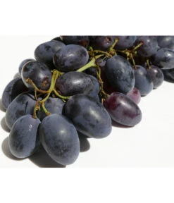 Tafeltraube 'Georg' 9 Tafeltraube 'Georg' -Ecopotos Geschaft 7773575 WE DE 001 VitisWeinGeorgPixabay