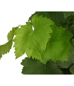 Tafeltraube, Kernlos, Verschiedene Sorten 7 Tafeltraube, Kernlos, Verschiedene Sorten -Ecopotos Geschaft 7773583 WE DE 001 VitisTafeltraubeDehner