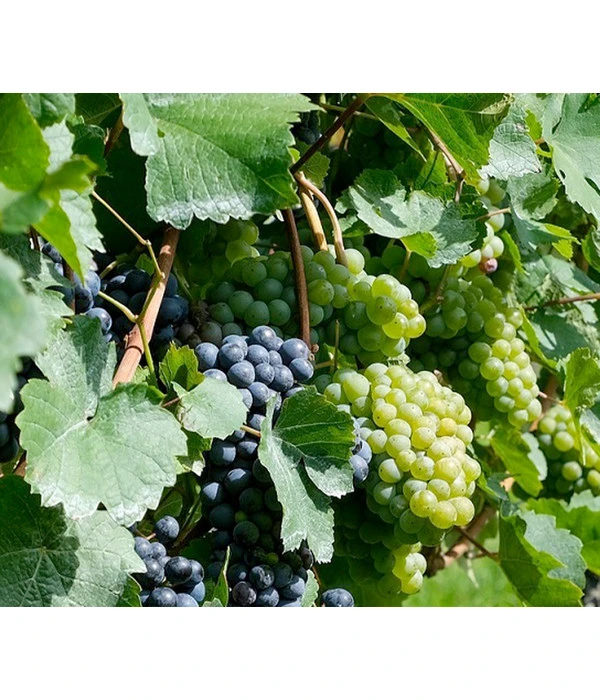 Tafeltraube, Kernlos, Verschiedene Sorten 3 Tafeltraube, Kernlos, Verschiedene Sorten