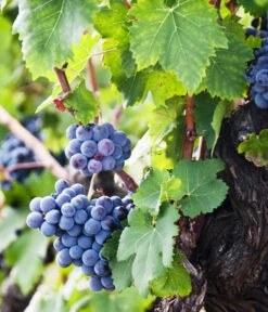 XXL Weinrebenstamm, Ca. 200-220 Cm, Verschiedene Sorten -Ecopotos Geschaft 7773617 WE MO 002 WeinrebenStammXXL