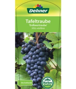 Tafeltraube 'Erdbeertraube' 8 Tafeltraube 'Erdbeertraube' -Ecopotos Geschaft 7773708 TafeltraubeErdbeertraube Etkett 1