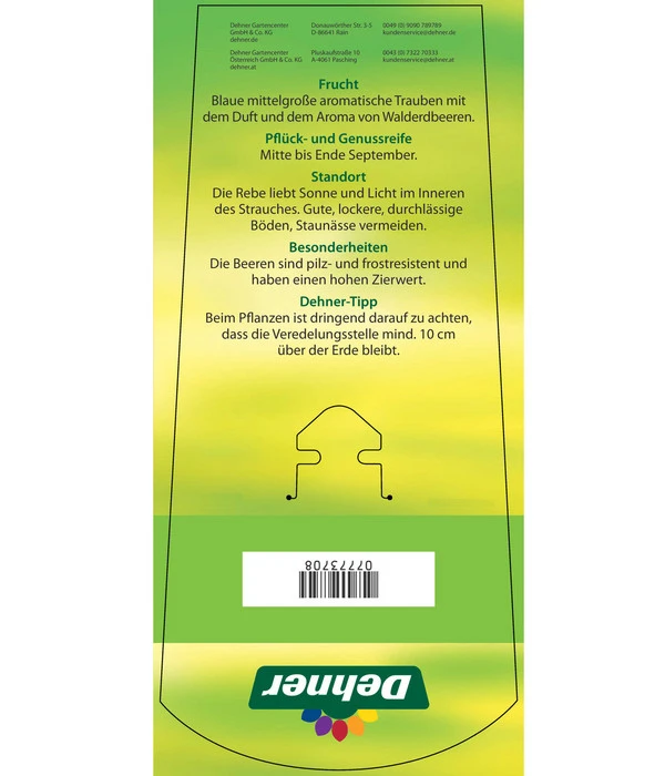 Tafeltraube 'Erdbeertraube' 6 Tafeltraube 'Erdbeertraube' – Bild 4