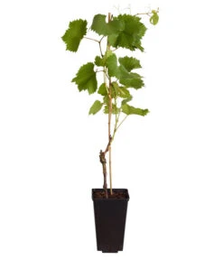 Tafeltraube 'Erdbeertraube' 7 Tafeltraube 'Erdbeertraube' -Ecopotos Geschaft 7773708 WE FS 001 VitisViniferaWeinErdbeertraube3LiterDehnerExpressZS