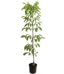 Weinheimer Walnuss Klon 139 -Ecopotos Geschaft 7776818 PR FS 001 JuglansWalnussKlon139HADehnerExpressHerzig 1