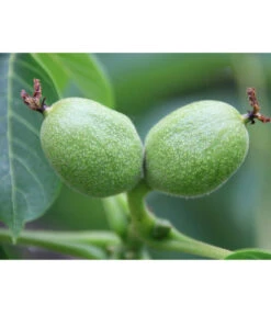 Weinheimer Walnuss Klon 139 -Ecopotos Geschaft 7776818 WE DE WeinheimerWalnussKlon139Pixabay