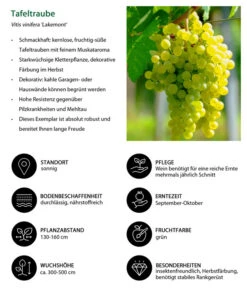 Tafeltraube 'Lakemont' 7 Tafeltraube 'Lakemont' -Ecopotos Geschaft 7778772 WE IG 001 TafeltraubeVitisviniferaLakemont