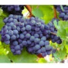 Dehner Gourmet Garten Tafeltraube 'Muscat Blue'